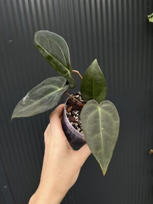 Anthurium Besseae aff Special