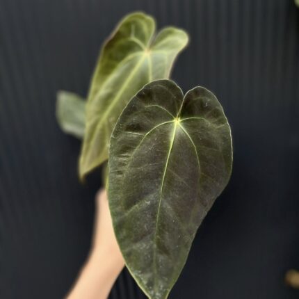 Anthurium Crystal Sky x Papillilaminum