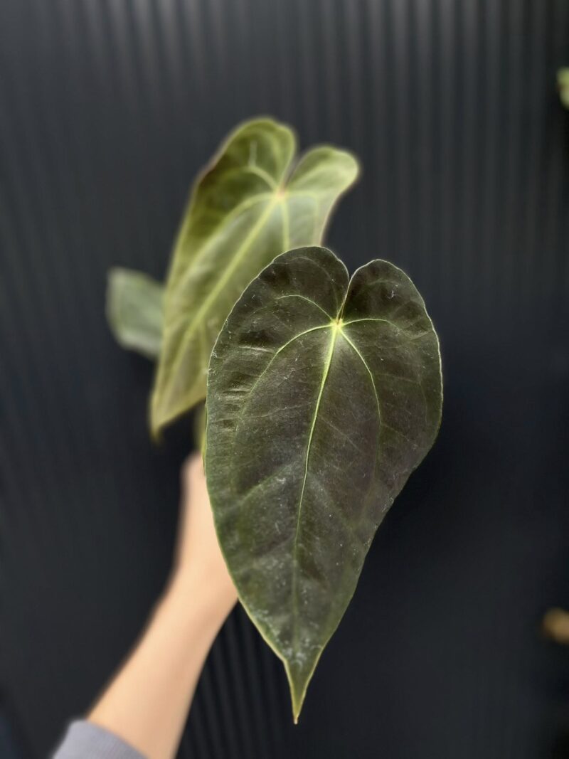 Anthurium Crystal Sky x Papillilaminum