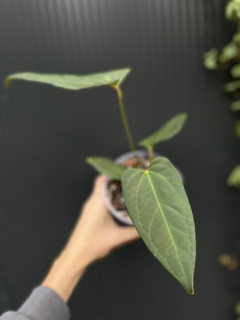 Anthurium Wonder x Cuyaneno Soul