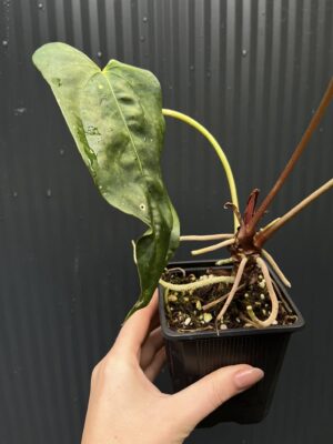 Anthurium Blue Papillilaminum × Portillae