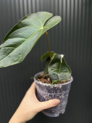 Anthurium Magnificum x Veitchii