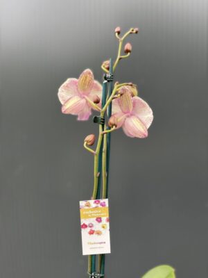 Phalaenopsis Limited 11 | Storczyk przekwitający