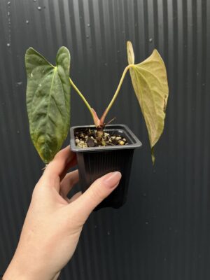 Anthurium X-One × Portillae
