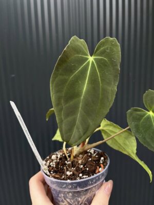 Anthurium Black Anaconda x Papillilaminum