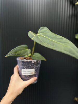 Anthurium Wonder x Cuyaneno Soul