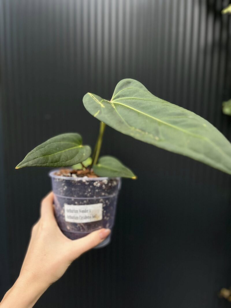 Anthurium Wonder x Cuyaneno Soul