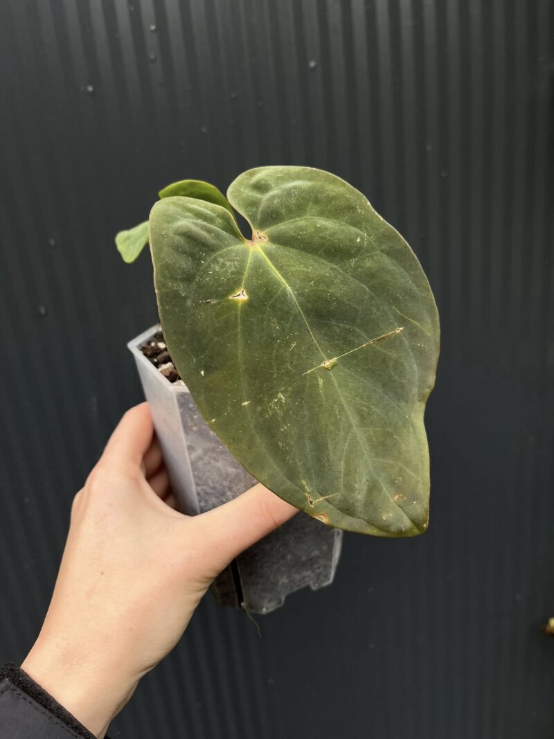 Anthurium antolakii (Black Velvet Eastern Panama)