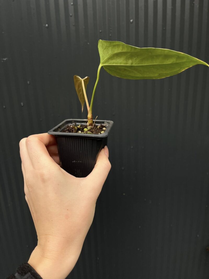 Anthurium X-One × Portillae