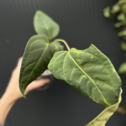 Anthurium Wonder x Cuyaneno Soul