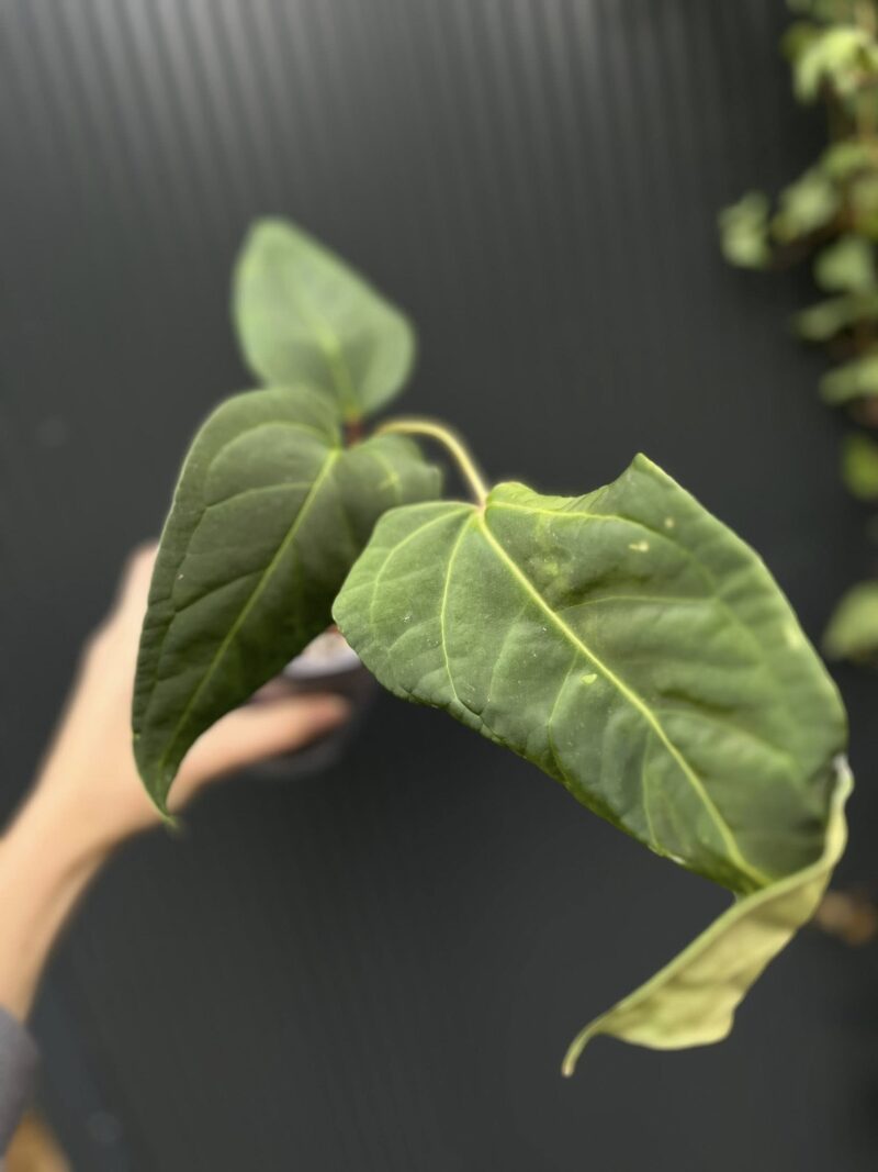 Anthurium Wonder x Cuyaneno Soul