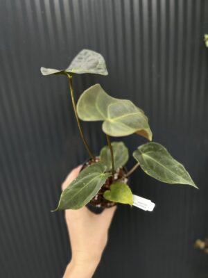 Anthurium Crystal Sky x Papillilaminum