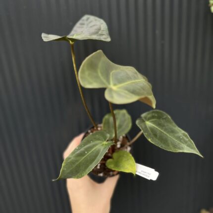 Anthurium Crystal Sky x Papillilaminum