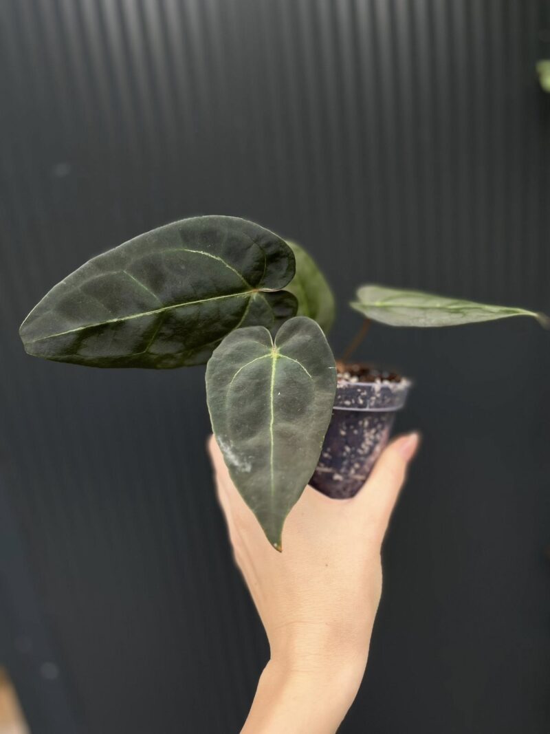 Anthurium Besseae aff Special