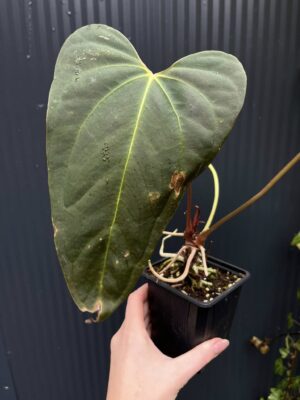 Anthurium Blue Papillilaminum × Portillae