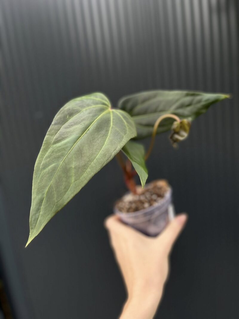 Anthurium Crystalinum x draconopterum Pangui x Cuyabeno Soul