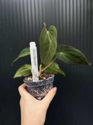 Anthurium Black Anaconda x Papillilaminum