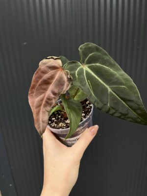 Anthurium Besseae aff Special