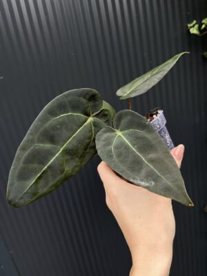 Anthurium Besseae aff Special