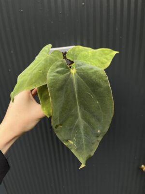 Anthurium antolakii (Black Velvet Eastern Panama)