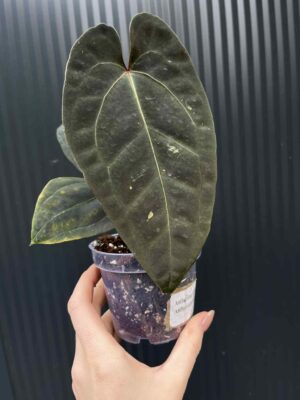 Anthurium Cuyabeno Soul x Black Anaconda