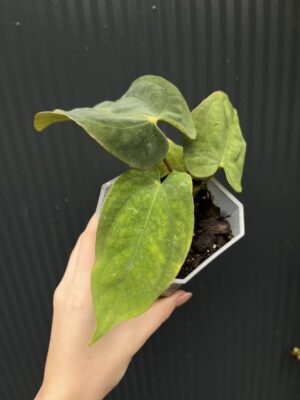 Anthurium antolakii (Black Velvet Eastern Panama)