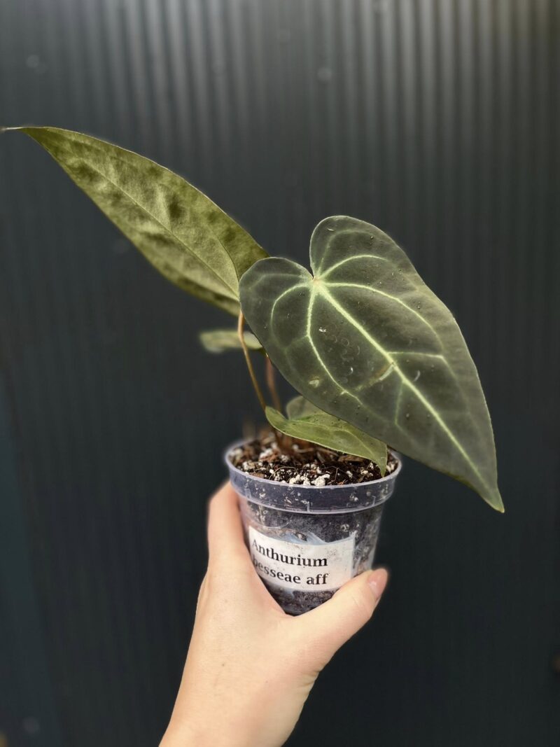 Anthurium Besseae aff Special