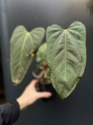 Anthurium Blue Papillilaminum × Portillae