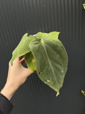 Anthurium antolakii (Black Velvet Eastern Panama)