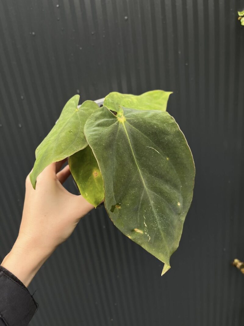 Anthurium antolakii (Black Velvet Eastern Panama)