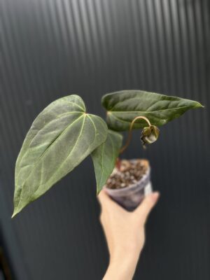 Anthurium Crystalinum x draconopterum Pangui x Cuyabeno Soul