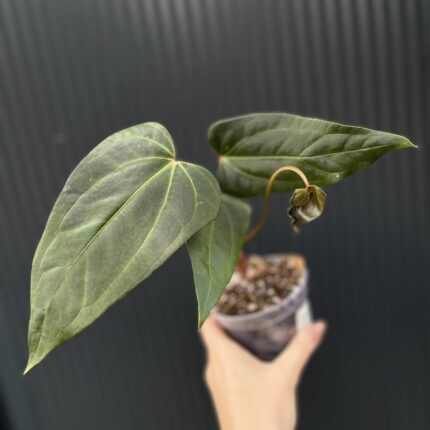 Anthurium Crystalinum x draconopterum Pangui x Cuyabeno Soul