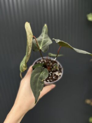 Anthurium Besseae aff Special