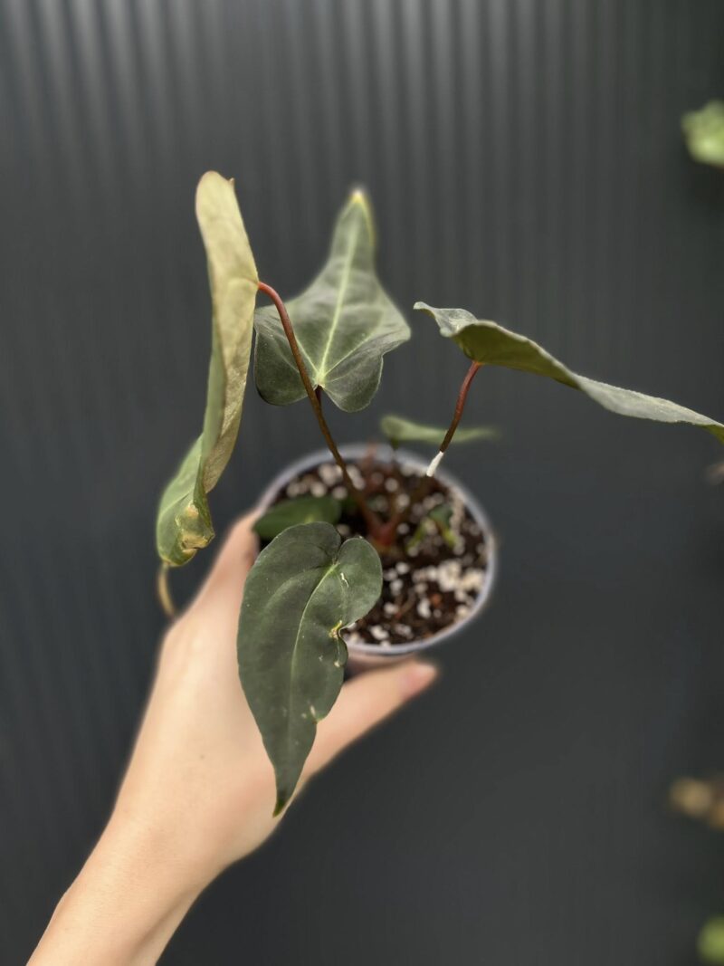 Anthurium Besseae aff Special