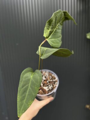 Anthurium Wonder x Cuyaneno Soul