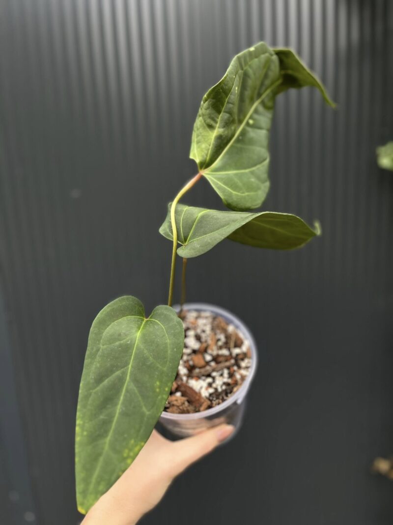 Anthurium Wonder x Cuyaneno Soul