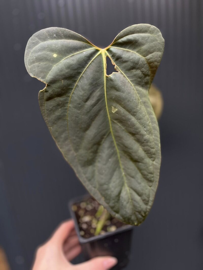 Anthurium Blue Papillilaminum × Portillae