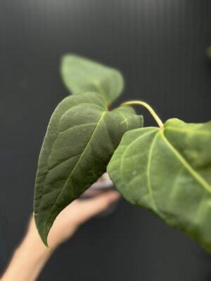 Anthurium Wonder x Cuyaneno Soul