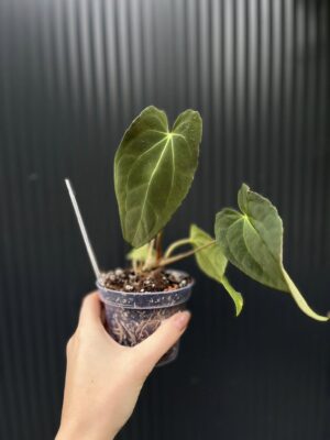 Anthurium Black Anaconda x Papillilaminum