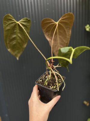 Anthurium Blue Papillilaminum × Portillae