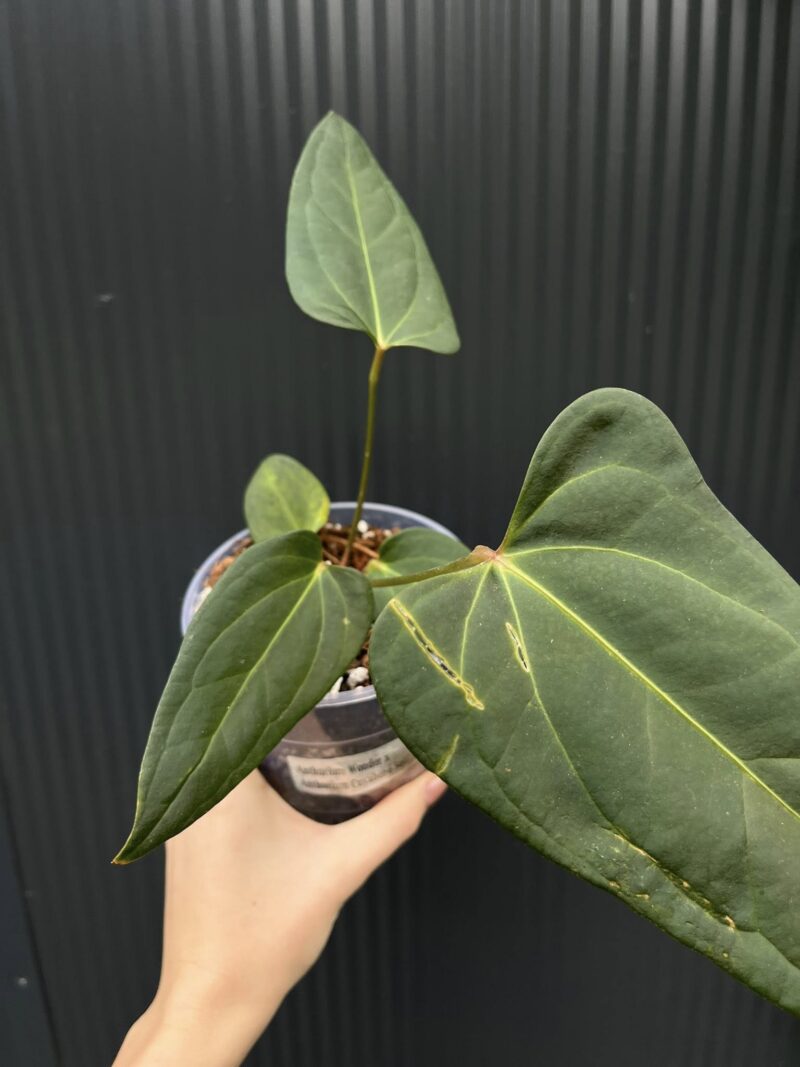 Anthurium Wonder x Cuyaneno Soul