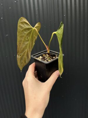Anthurium X-One × Portillae