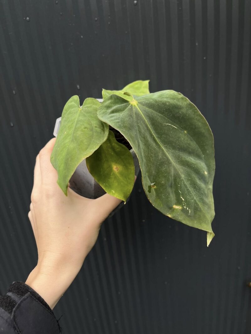 Anthurium antolakii (Black Velvet Eastern Panama)