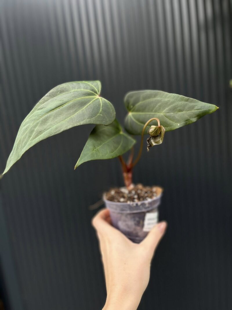 Anthurium Crystalinum x draconopterum Pangui x Cuyabeno Soul