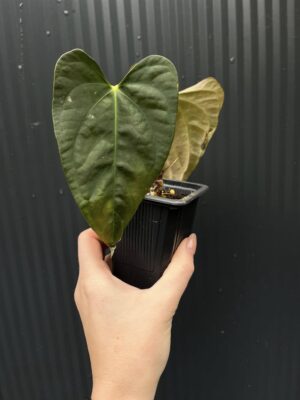 Anthurium X-One × Portillae