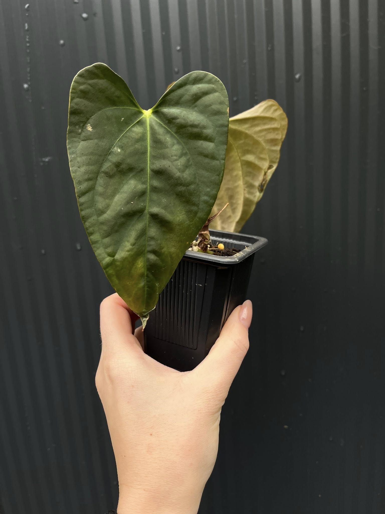 Anthurium X-One × Portillae - Centrum Ogrodnicze Silesia