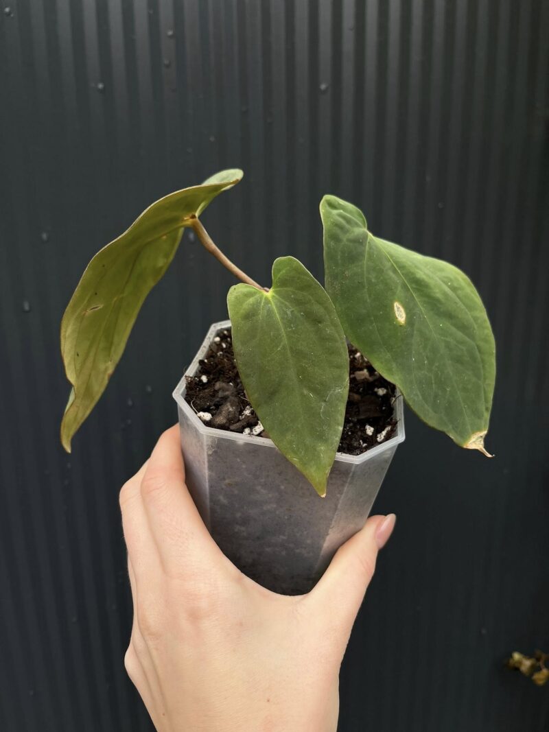 Anthurium antolakii (Black Velvet Eastern Panama)