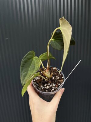 Anthurium Black Anaconda x Papillilaminum