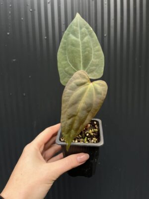 Anthurium Indo Portillae × RVDP (Red Vein Dark Phoenix) - Centrum