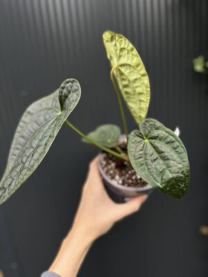Anthurium Dawid Portilla Dreams Inverse Crossing (Anthurium luxurians × forgetii)